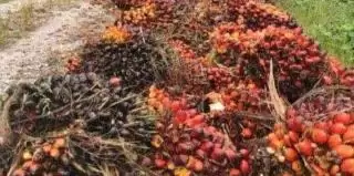 EUDR dan hubungan RI-EU: Apakah Havas dan Borrell Sepakat Soal Sawit?