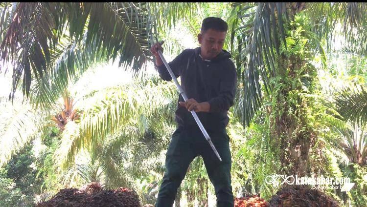 Bekas Sopir Taksi Jadi Juragan Sawit