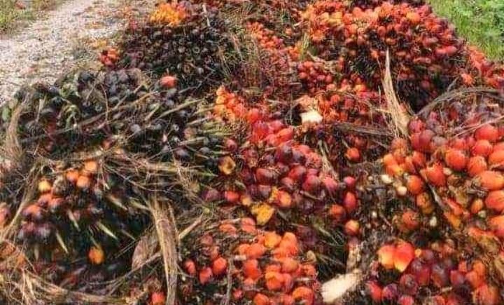 Draf RAD KSB Bengkulu Selatan Sudah Kelar Tapi Diuji Publik Dulu
