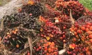 Draf RAD KSB Bengkulu Selatan Sudah Kelar Tapi Diuji Publik Dulu