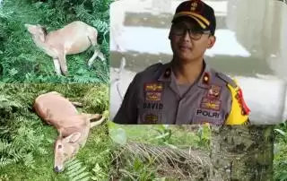 Kata Kapolres Soal Lembu Masyarakat Blangkahan Langkat Mati Usai Makan Rerumputan