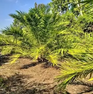 Permentan Baru Dukung Kemitraan Petani Swadaya dan PKS Demi Stabilitas Pasar Sawit
