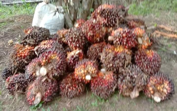 Petani Sawit Sultra Pasrah Gegara Harga Tak Memuaskan Meski Produksi Lagi Bagus