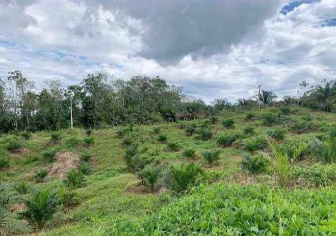 Di Kotim Hambatan Perluasan Sawit Lahan Terbatas dan Rawan Konflik