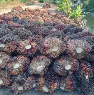 Involusi Fungsi Ekologis Kelapa Sawit