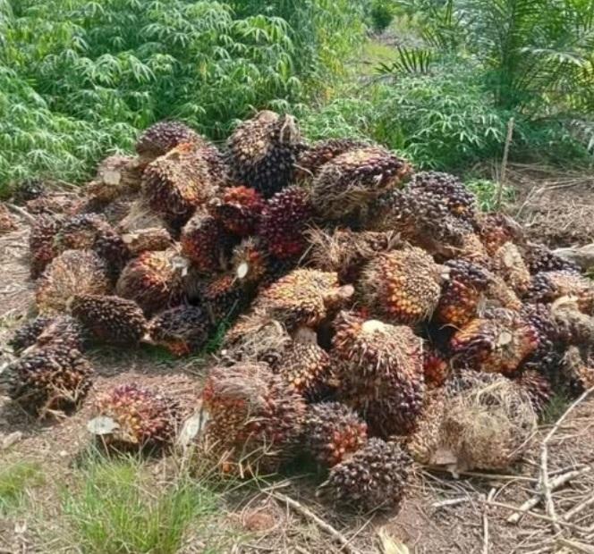 Industri Sawit Topang Pencapaian SDGs