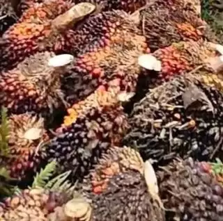 Kampanye No Palm Oil Berdampak Pada Polusi Tanah dan Air di Dunia