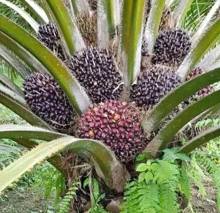 Kontribusi Industri Sawit Penuhi Nilai Gizi Tubuh Manusia