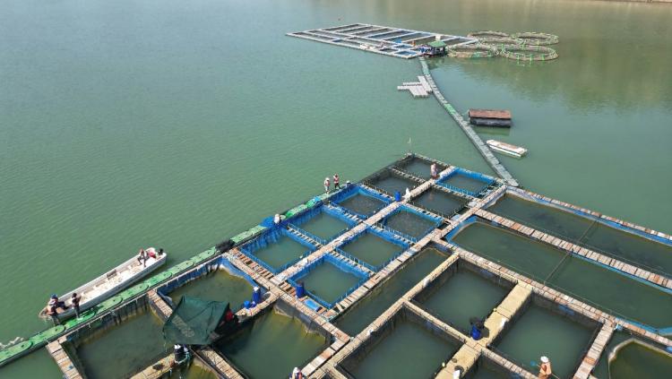 Keramba Apung Ikan Modern: Rahasia Sukses Panen Melimpah!