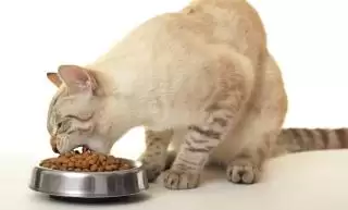 Tips Memilih Tempat Makan Kucing yang Aman dan Nyaman
