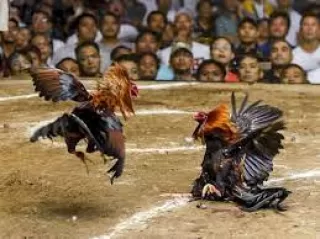 Warga Minta Polisi Segera Tutup Lokasi Sabung Ayam di Ruko Jalan H Said Tembilahan