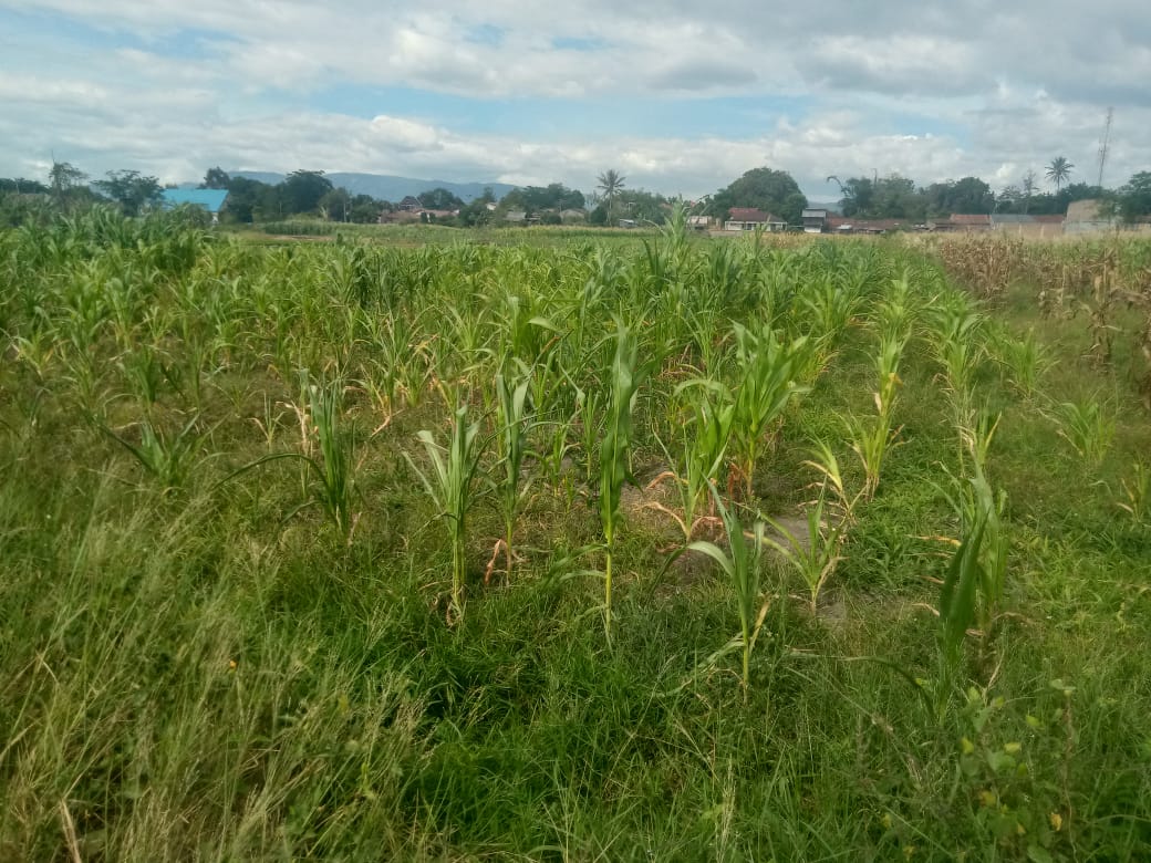 Kemarau Panjang Ancam Gagal Panen, Petani Jagung di Laguboti Menjerit