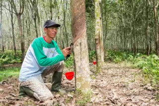 PTPN Group Semarakkan HUT RI ke 80, PTPN I Gelar Lomba dan Baksos Hingga Beasiswa