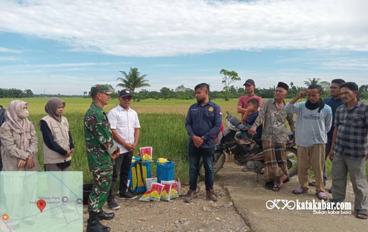 Sawah di Aceh Utara Terancam Wereng, Dinas Pertanian Turun ke Lapangan