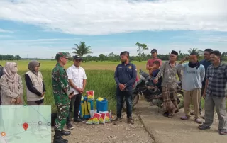 Sawah di Aceh Utara Terancam Wereng, Dinas Pertanian Turun ke Lapangan