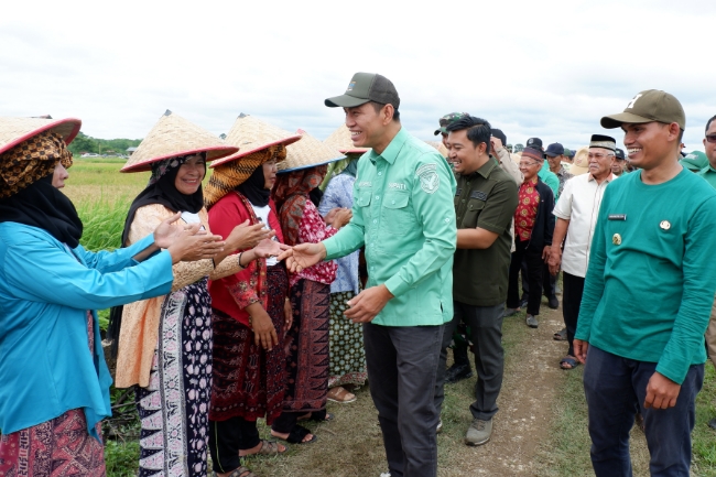 Dayat Bikin Bangga Kepala Daerah, Panen Raya Padi di Usia Jabatan 47 Hari