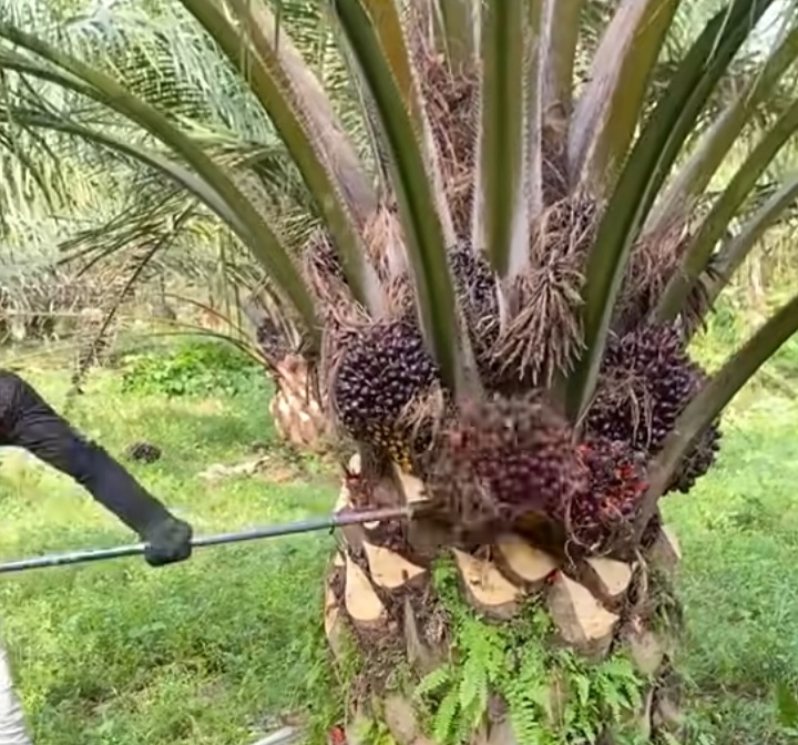 Produktivitas Minyak Kelapa Sawit Keunggulan Ragam Manfaat