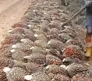 Pemkab Pasbar Bangun Sinergi dengan PPKS Demi Petani Dapat Benih Unggul