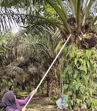 Jika Sawit Diremajakan SDM Harus Diremajakan Agar Bisa Jaga Sawit