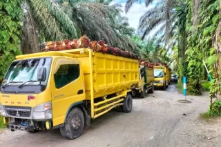 Satgas PKH Sudah Pasang Segel, Lo Kok! Aktivitas Produksi Sawit Berlanjut di PT TG