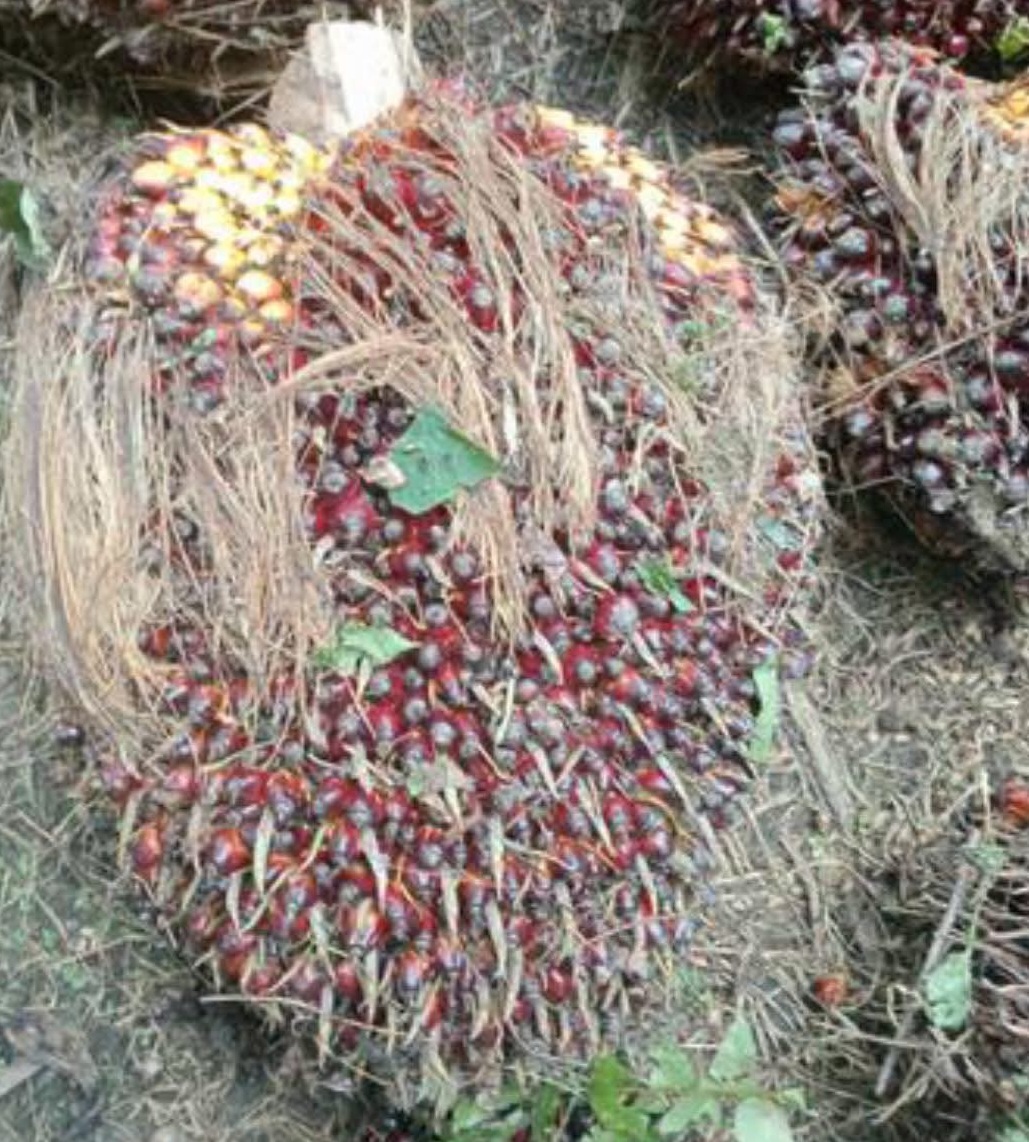 Harga Sawit Jambi Turun Rp11,00 per Kg Pekan Kedua Oktober 2025 Dibeli Rp3.648,47 per Kg