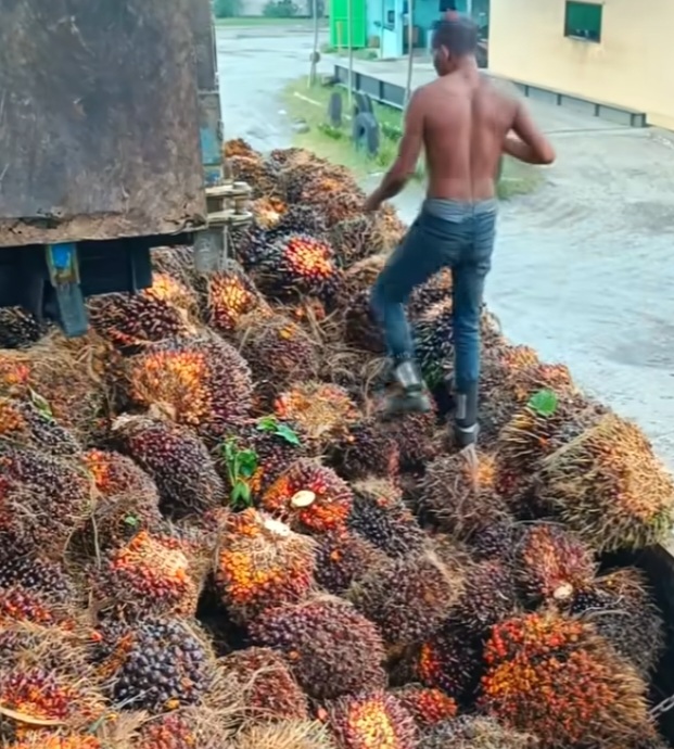 Dukung Penguatan Pangan dan Energi Nasional PTPN IV Regional III Replanting Sawit Tua Seluas 949,6 Ha