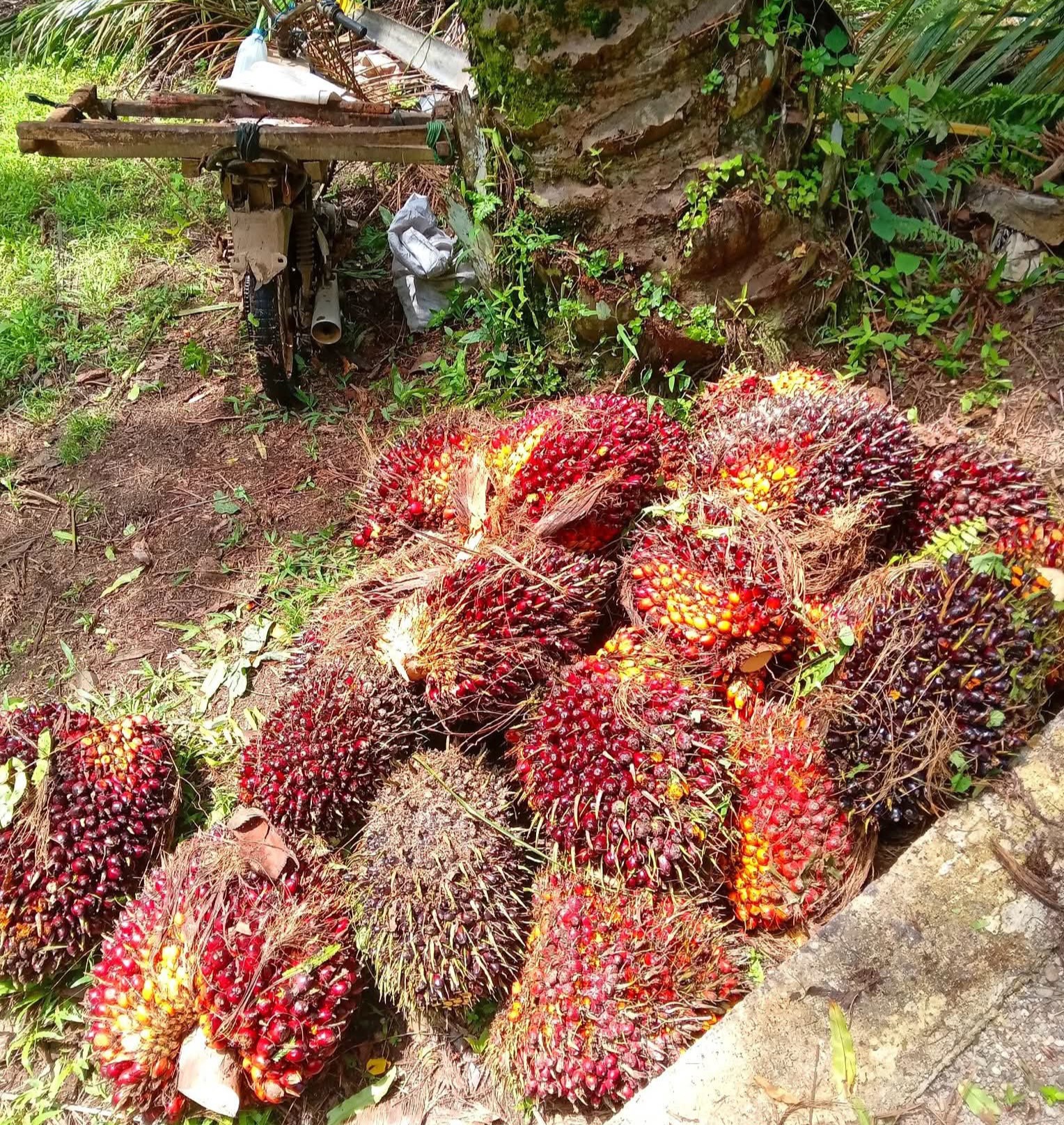 Harga Sawit Hingga Pekan ke 2 November 2025 Ditetapkan di Aceh, Ini Harapan Apkasindo