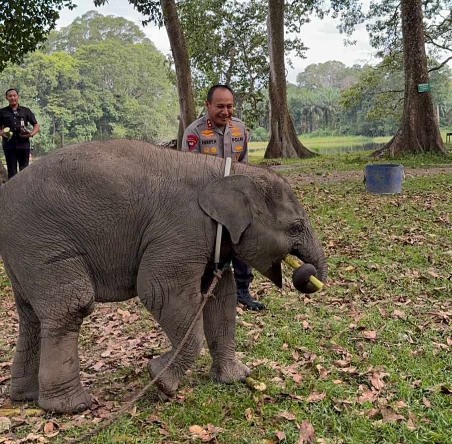 Sambil Patroli, Kapolda Riau Anjangsana Keluarga Gajah di TWA Buluh Cina