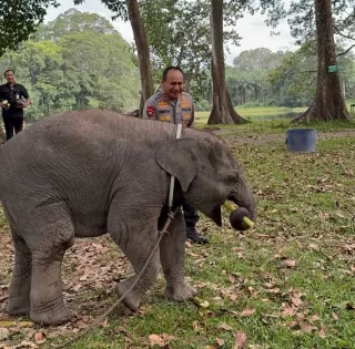 Sambil Patroli, Kapolda Riau Anjangsana Keluarga Gajah di TWA Buluh Cina