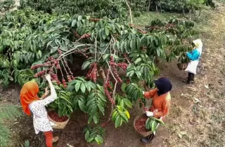 PTPN I Regional 2 Kembangkan 600 Ha Kebun Kopi di Gunung Halu dan Rongga