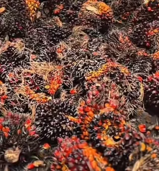 Aspek Keberlanjutan Produksi Minyak Sawit Utama Dukung Kelestarian Lingkungan