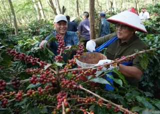 Perkuat Kebangkitan Kopi Ijen, PTPN IV PalmCo dan PTPN I Replanting 1.300 Ha di Bondowoso