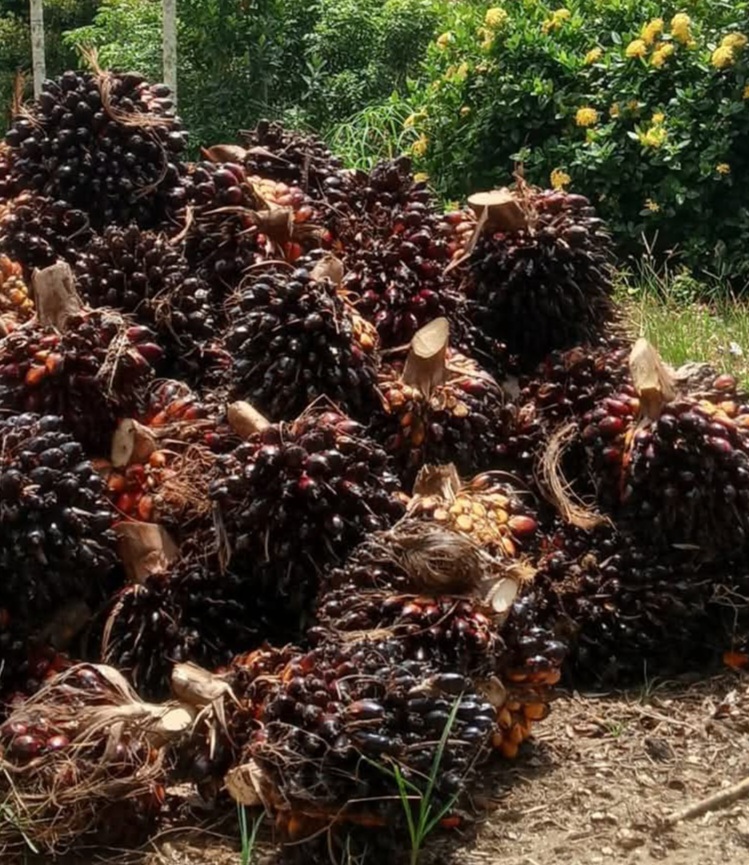Inovasi Pemanfaatan Biomassa Sawit Berkembang Signifikan