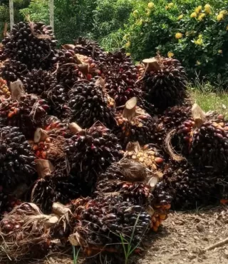Inovasi Pemanfaatan Biomassa Sawit Berkembang Signifikan