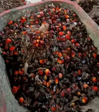 Kelapa Sawit Solusi Kebutuhan Minyak Nabati Global di Masa Depan