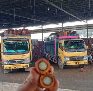 Kenali Pola Perkebunan Kelapa Sawit di Indonesia Pintu Masuk Mayarakat