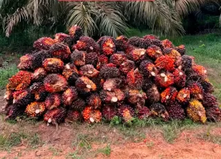 Ini Empat Peran Strategis Industri Kelapa Sawit Nasional