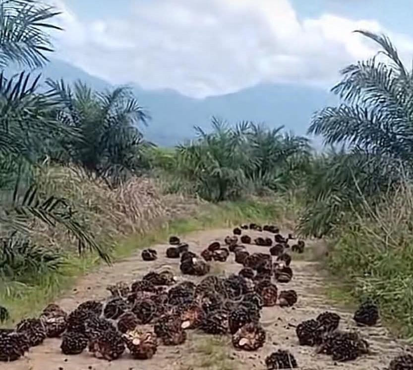 Simak! Ini Pemicu Harga TBS Kelapa Sawit Melonjak Tinggi