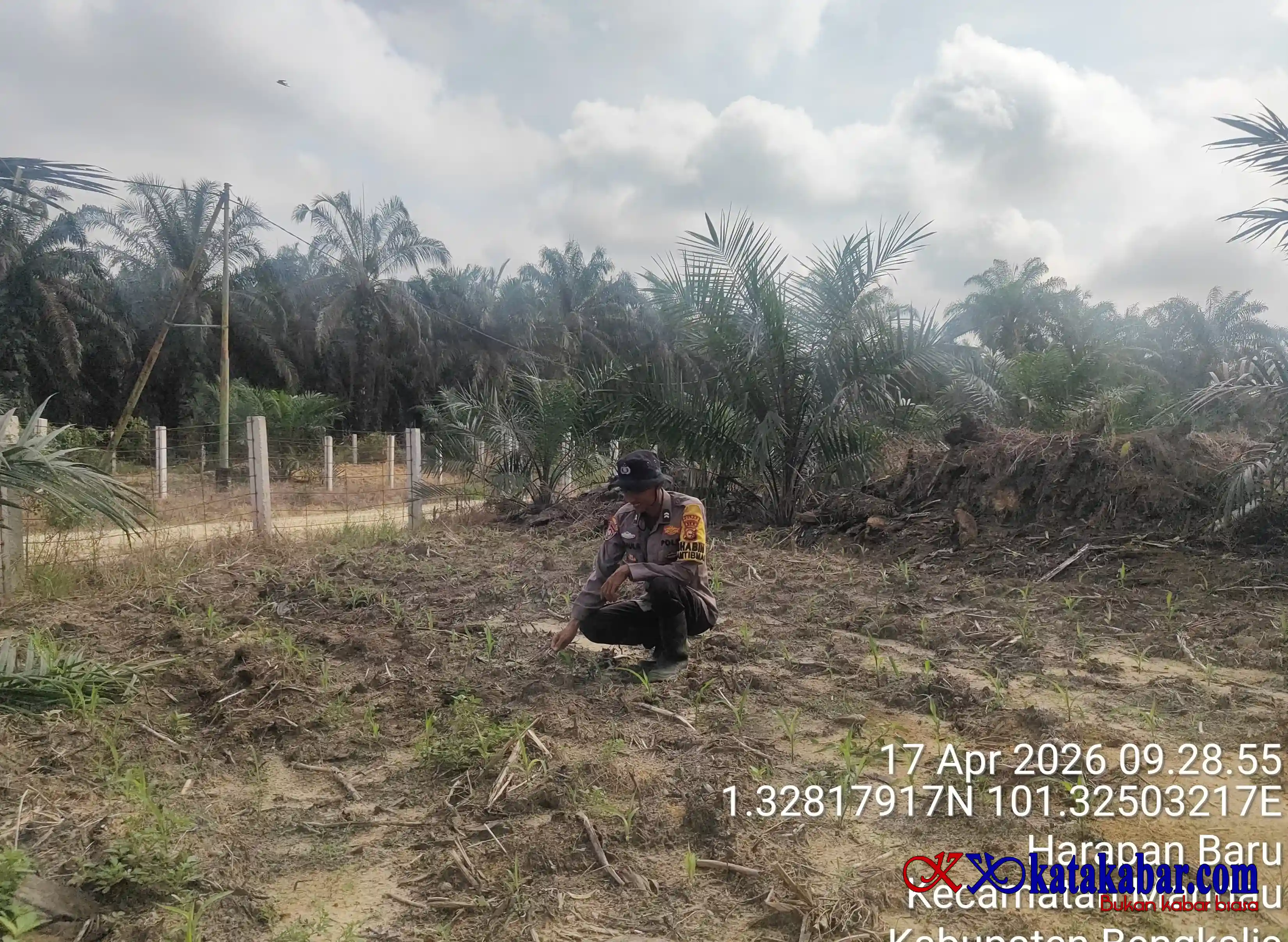 Dukung Gerakan Penanaman Jagung 1 Juta Hektar, Polsek Mandau Senergi Pemdes Bathin Betuah