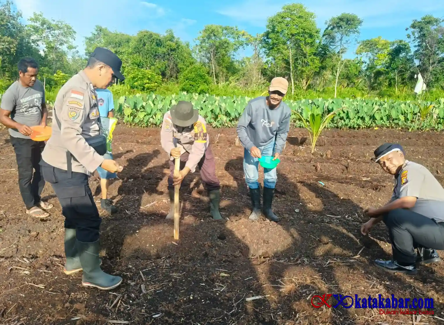 Lagi, Polsek Rangsang Tanam Jagung Pipil Dukung Ketapang Nasional