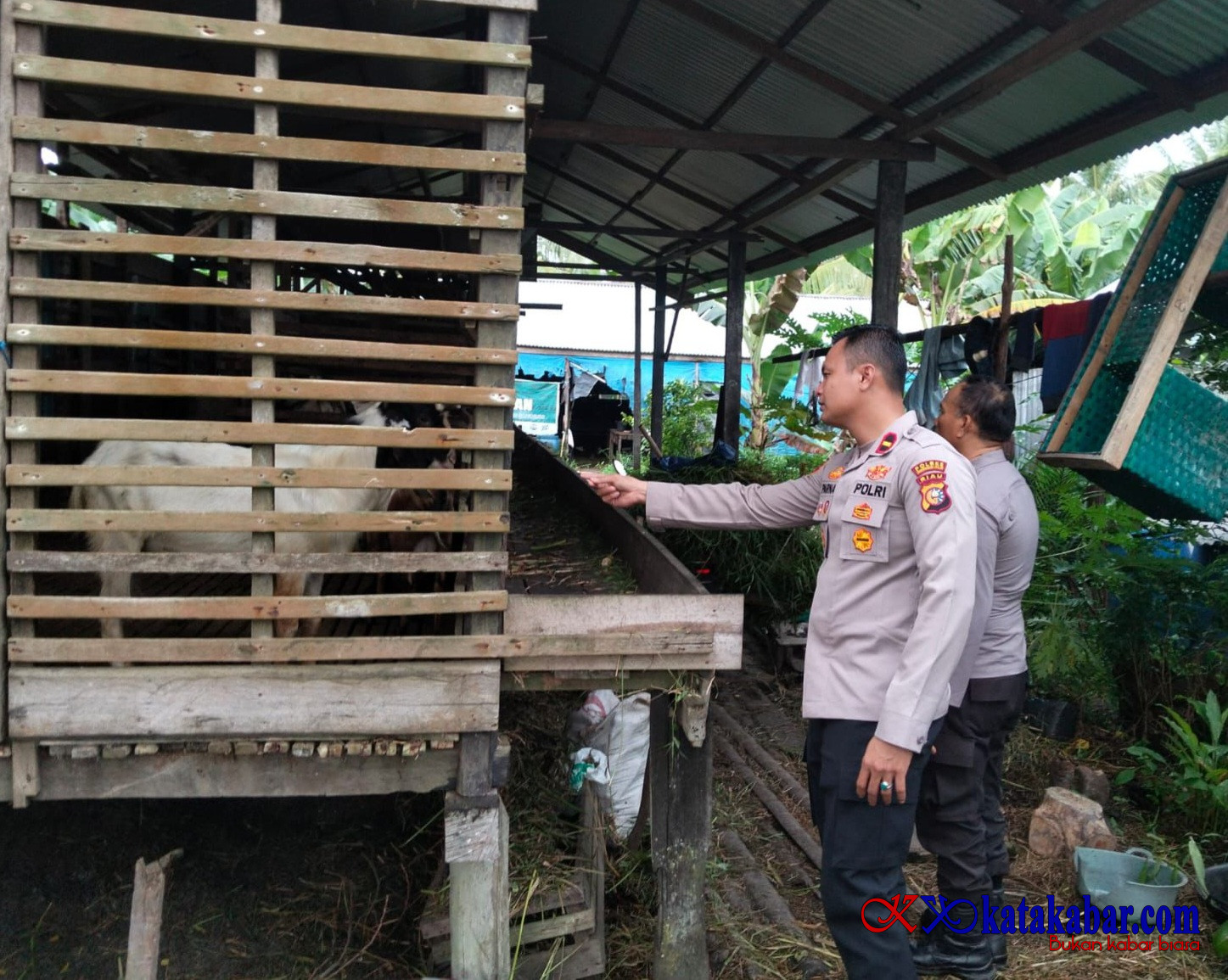 Cegah PMK Untuk Ketapang, Kapolsek KSKP Tembilahan Gercep Edukasi Peternak Kambing