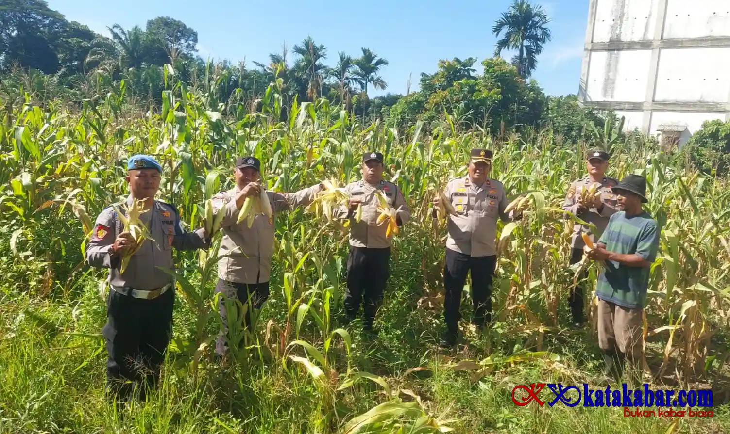 Panen Raya Jagung di Ujungbatu, Kapolsek Turun Tangan Bersama Petani
