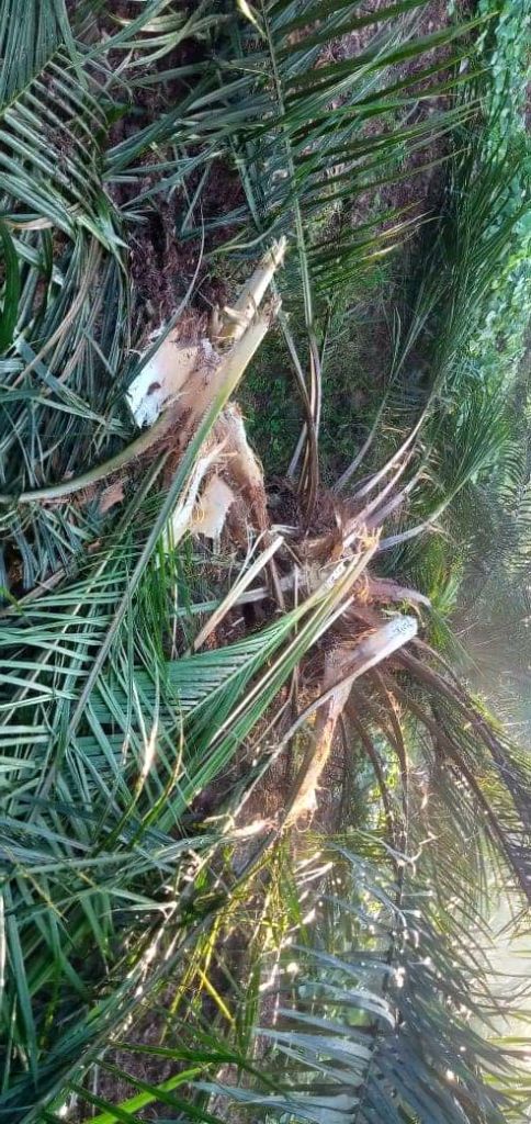 Kawanan Gajah Rusak Rumah dan Kebun Sawit Warga di Minas
