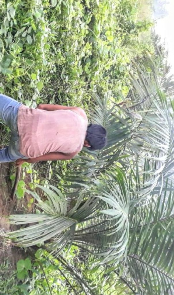 Tudingan Tak Sehat Bisnis Sawit