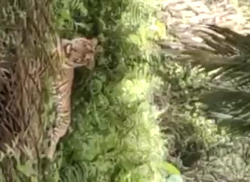 Lagi Harimau Sumatera Masuk Pemukiman Warga