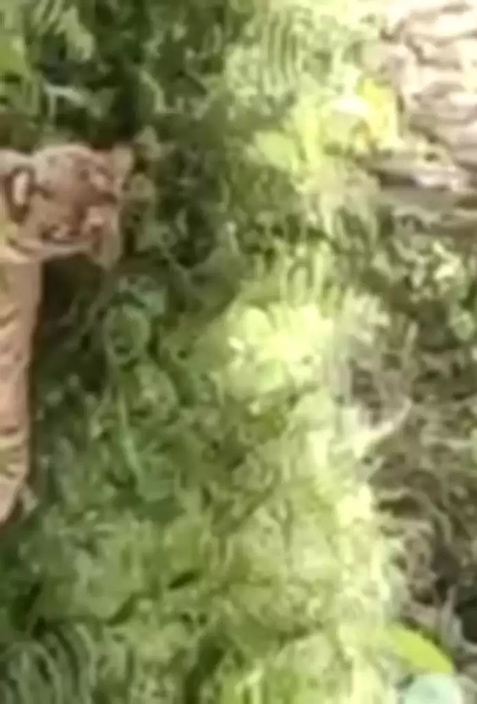 Lagi Harimau Sumatera Masuk Pemukiman Warga