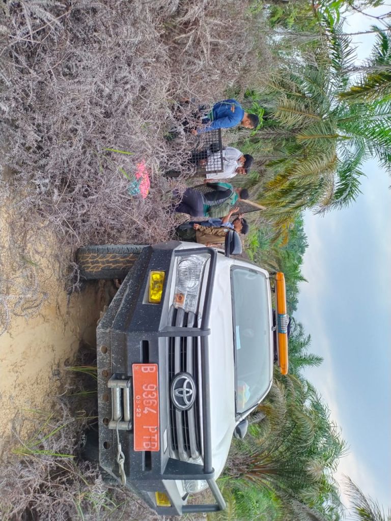 Harimau Sumatera Kembali Masuk Perkebunan Masyarakat