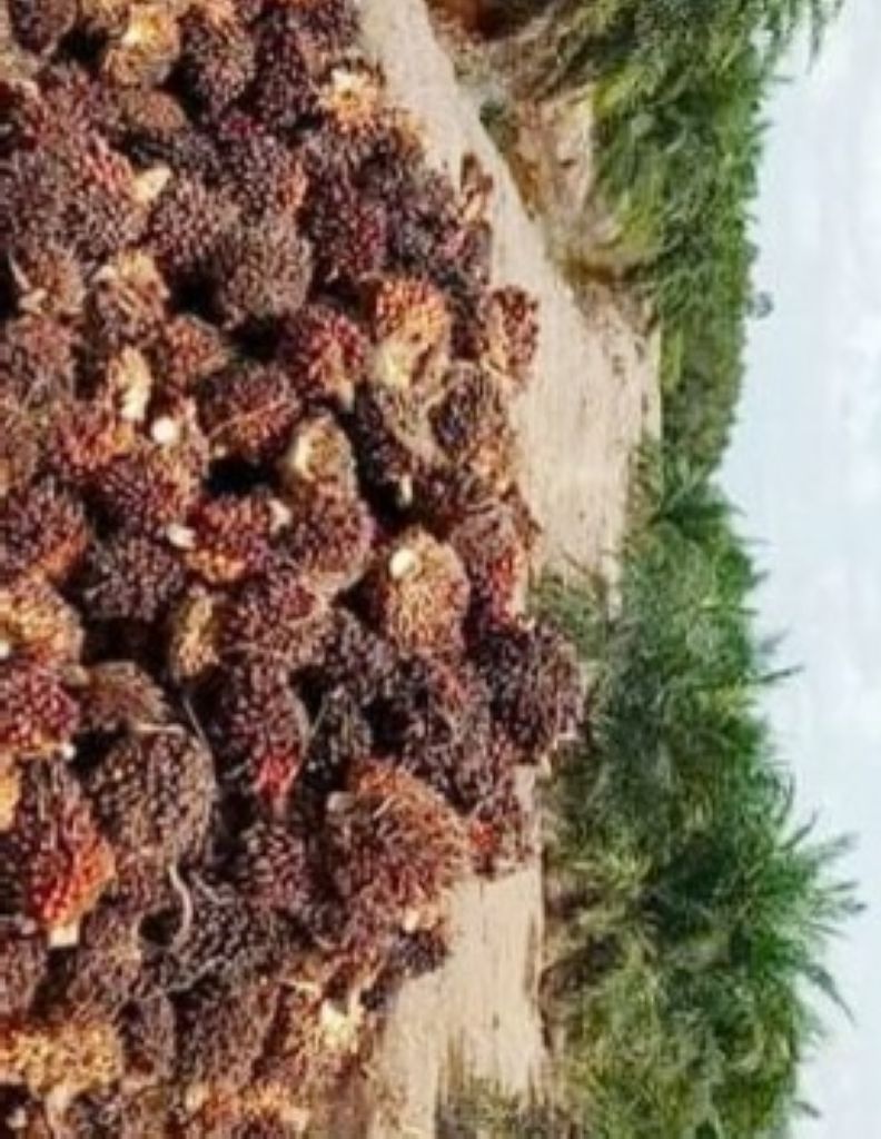 Naik Rp80, Pekebun Jual TBS Kelapa Sawit Rp1800 ke Ram di Talang Muandau