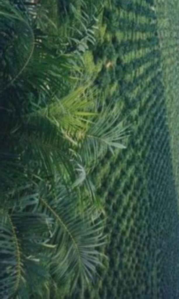 Akselerasi Pesut Daya Bikin Pekebun Sawit Pengurusan STDB di PPU Mudah